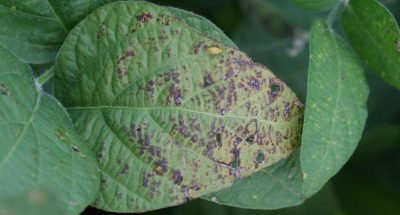 purpurnyiy-tserkosporoz-opyis-profilaktyika-ta-borotba-z-hvoroboyu