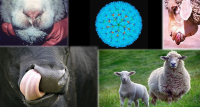 blutang-foto-800x445