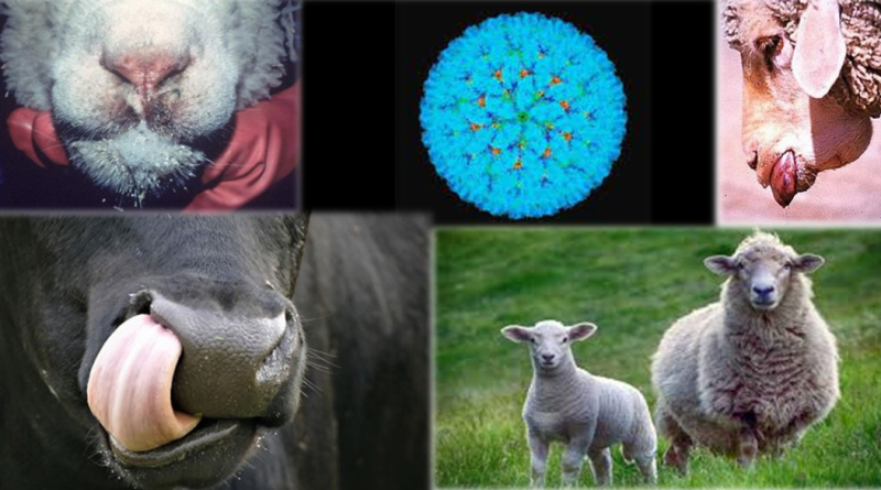 blutang-foto-800x445