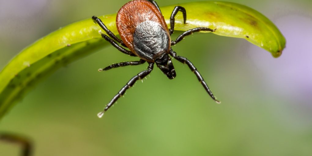 Brown Spider on Green Leaf