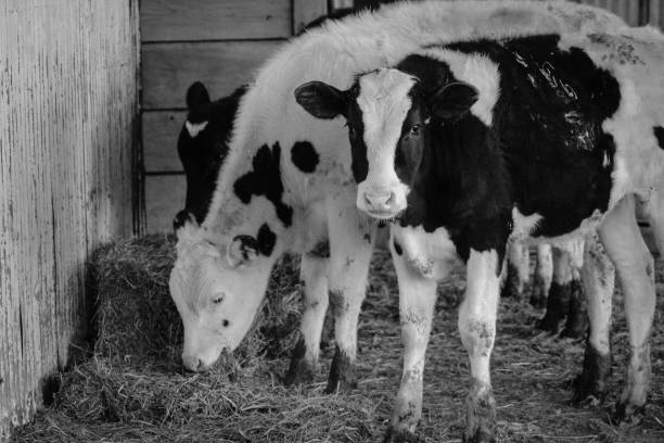 Group of four cattle on farm