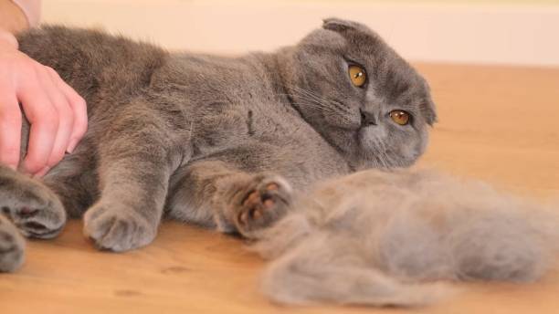 Combing the fur of a Scottish tabby cat. A gray cat sheds fur. Cat fur care.