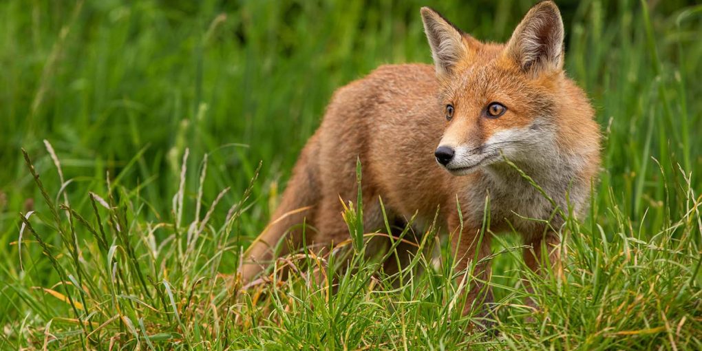 lisicja-majstrinja-hitrosti-u-dikij-prirodi-min (1)