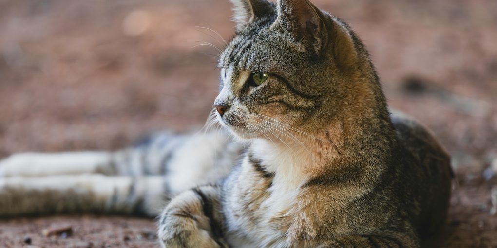 pexels-enginakyurt-32614999