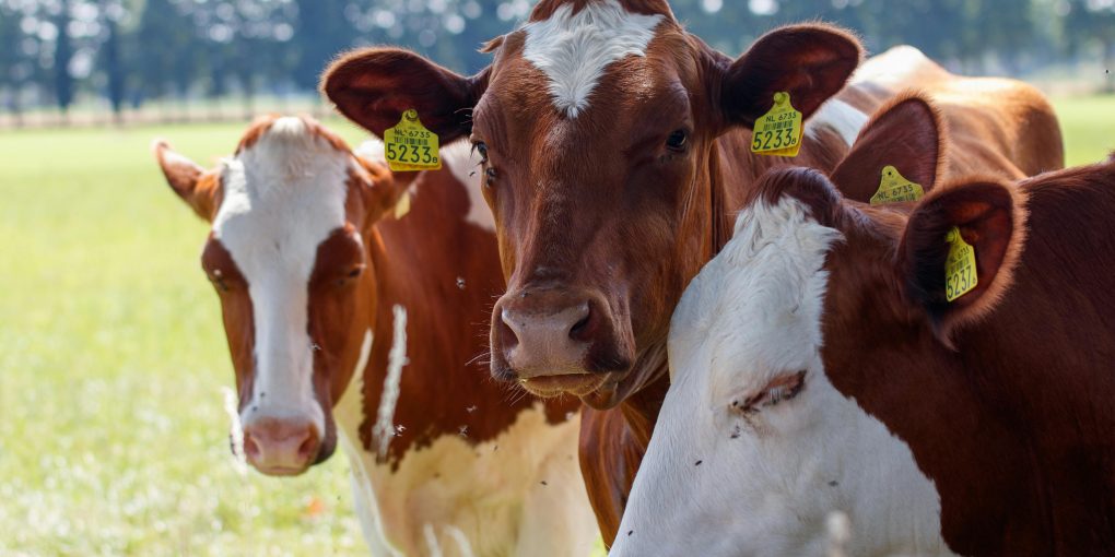 pexels-freek-wolsink-508219-32778592