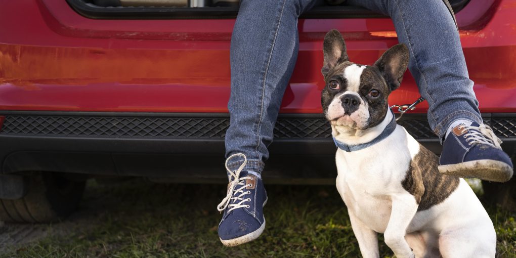 sobaka-vid-speredi-sidit-radom-s-avtomobilem