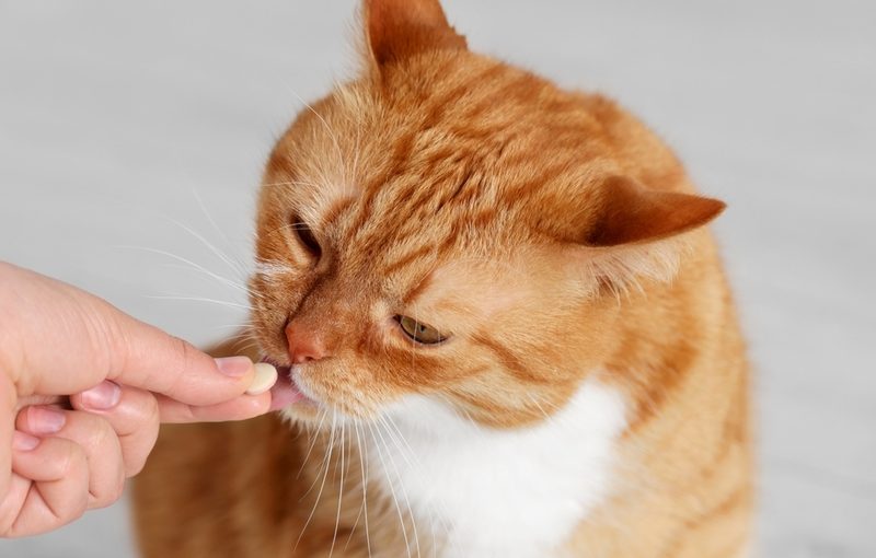 Woman,Giving,Vitamin,Pill,To,Cute,Cat,Indoors,,Closeup