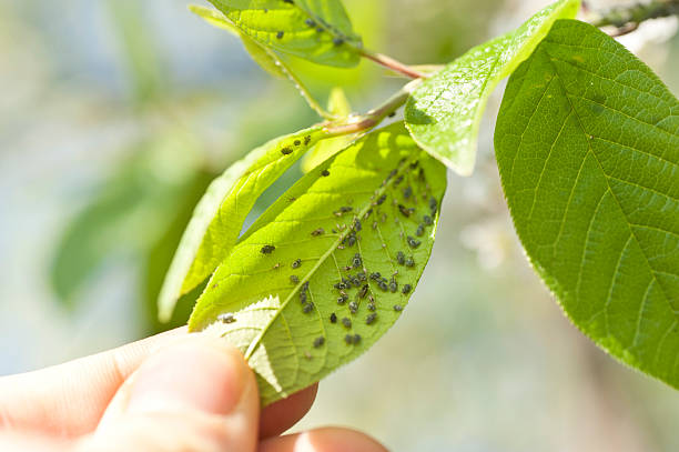 human hand is checking leafs for aphidsaphids on leaf