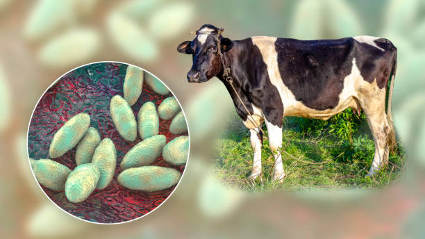 Brucella bacteria, the causative agent of brucellosis, computer illustration. Brucella is a Gram negative, non-sporing, aerobic bacillus (rod- shaped bacteria). It is primarily a pathogen of farm animals but also causes disease (recurrent fevers) in humans. Brucella produce symptoms of fatigue, fever, anorexia, depression and muscle and joint pain. Contraction of human disease may occur through unpasteurised milk, but is more likely to be restricted to persons working in close contact with farm animals (veterinary surgeons, farm workers etc).