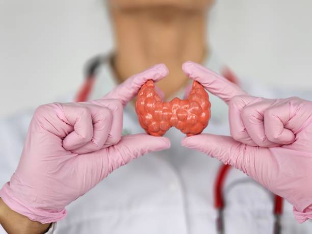 Doctor with a model of human thyroid anatomy. Hyperthyroidism and hypothyroidism, Hashimoto's thyroiditis, thyroid tumor and cancer