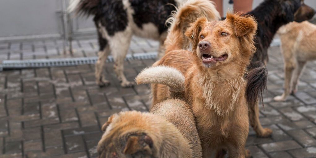 many-cute-rescue-dogs-shelter-waiting-be-adopted_23-2148682949