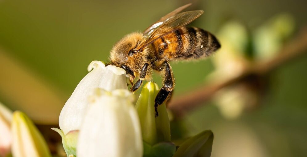 selective-focus-shot-bee-sitting-small-white-flower_181624-53307