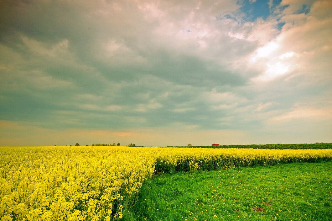 yellow-flowers-growing_1160-455
