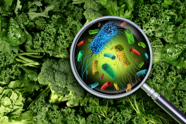 Bacteria and germs on vegetables and the health risk of ingesting contaminated green food including romaine lettuce as a produce safety concept 3D render elements.