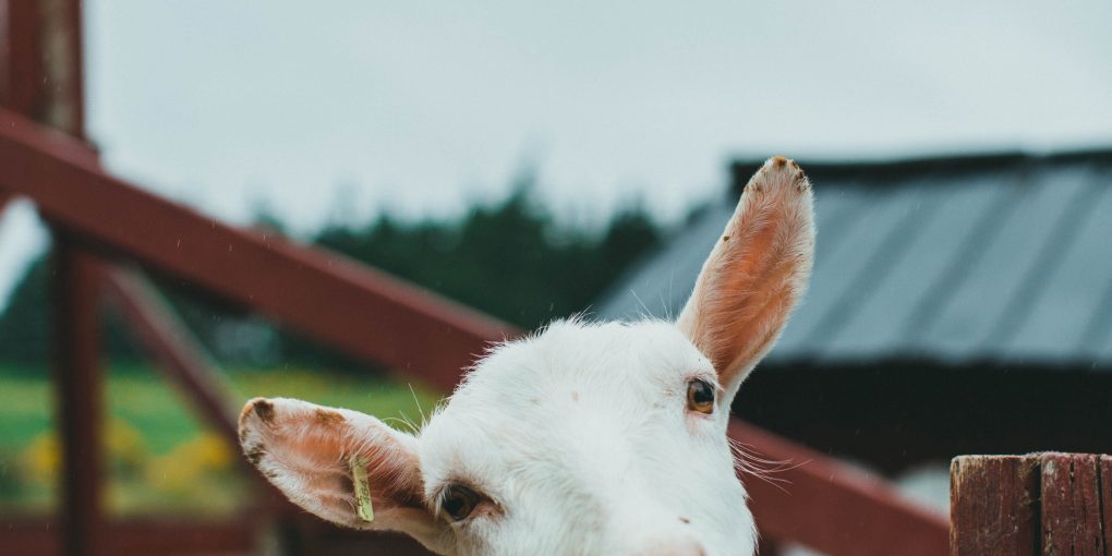 pexels-theshuttervision-9273163
