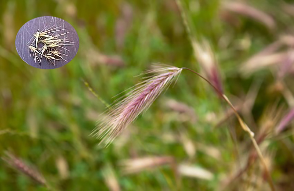 2017-08-02-13-58-22_Foxtail