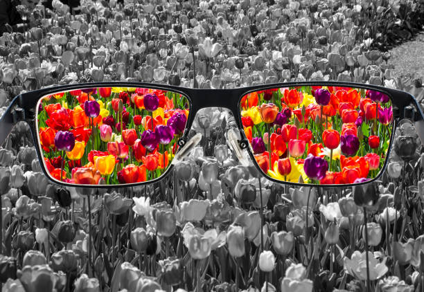 Through glasses frame. Colorful view of colorful tulips in glasses and monochrome background. Different world perception. Optimism, hopefulness, mental health concept.