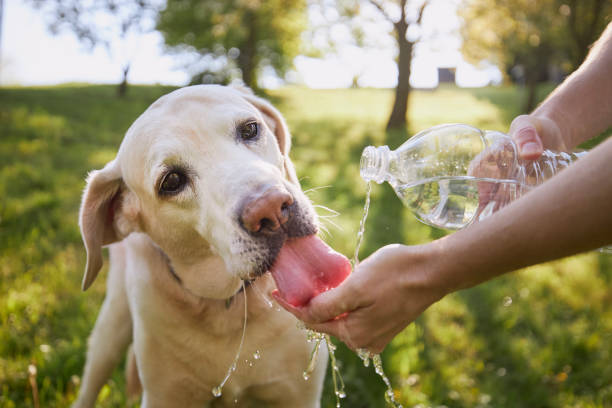 Dog drinking water from plastic bottle. Pet owner takes care of his labrador retriever during hot sunny day."t"n