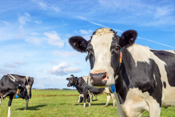 Dairy cow at right edge, oncoming curious approaching in a field with more cows, black and white and a blue sky