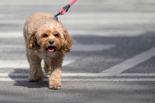 Small tan poodle or mixed breed doodle enters New York City's Central Park on the upper east side in very hot July weather.