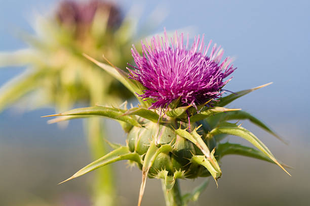 Milk Thistle (Silybum marianum). Also known as Marian's Thistle, St. Mary's Thistle, Holy Thistle, and Blessed Thistle. Historically used as a medicinal herb. An invasive species in many areas.