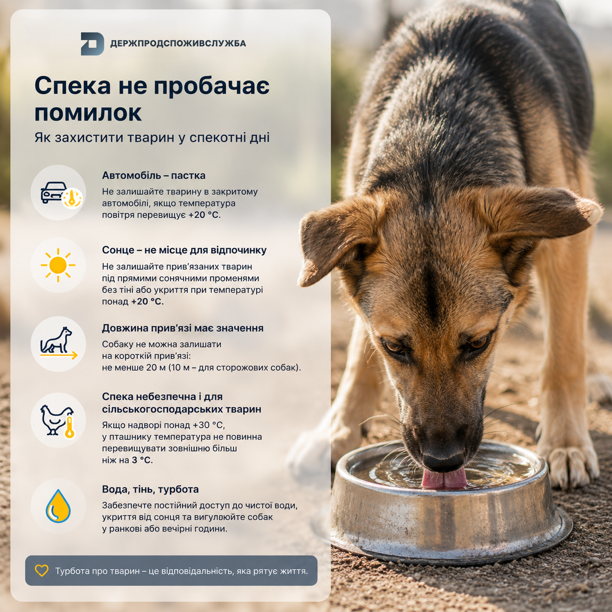 як захистити тварин у спеку 2