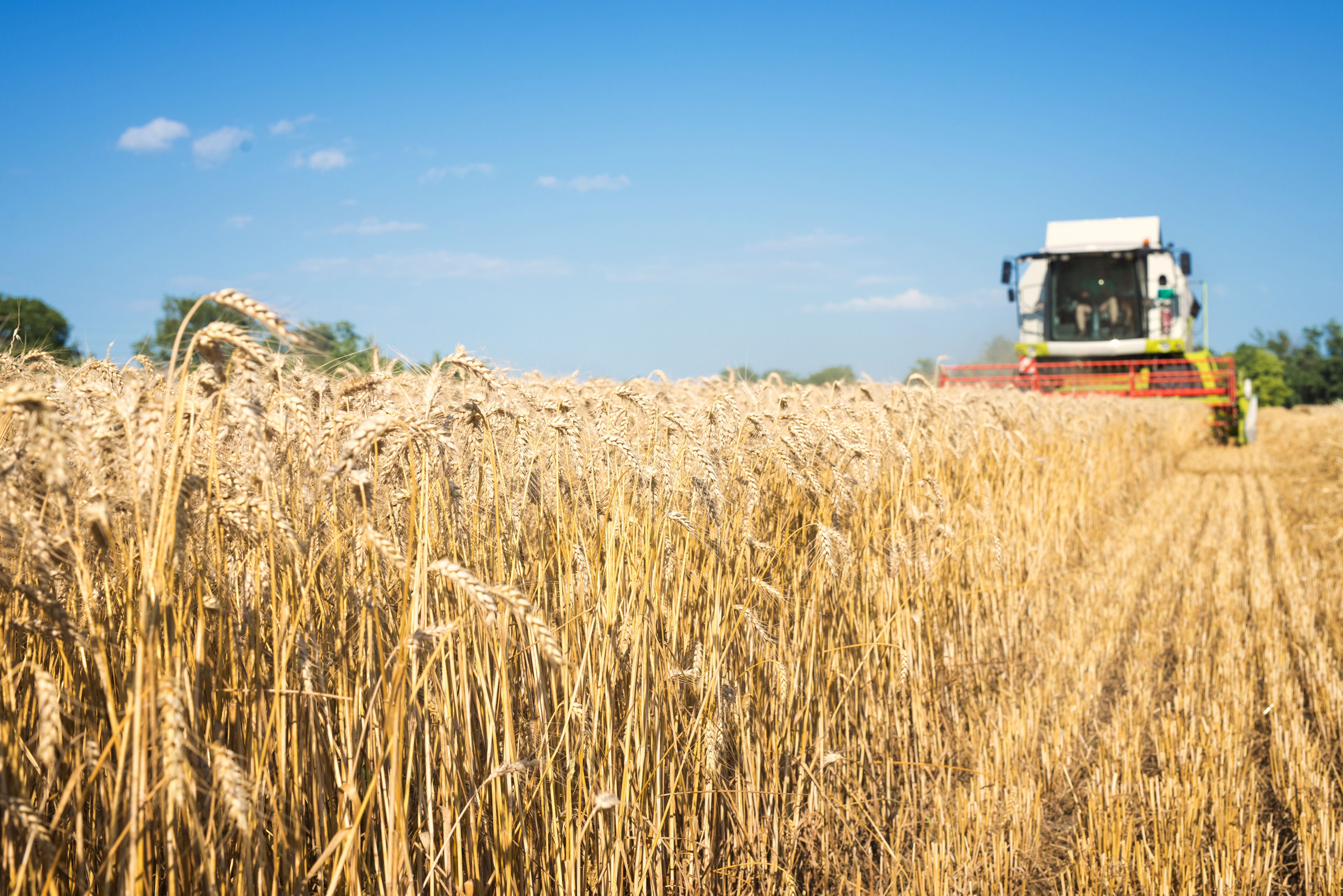 Combine harvester working in the wheat field.